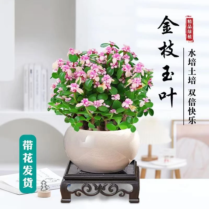 金枝玉叶新手好养多肉植物