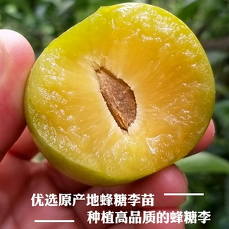 【基地直发 盆栽地栽】正宗马六蜂糖李子 南北方均可种植