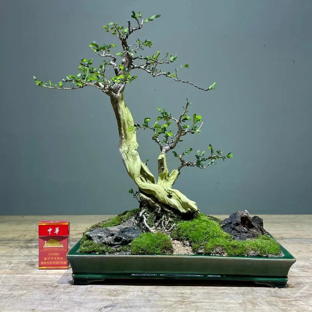 广西水黄杨直播用链接