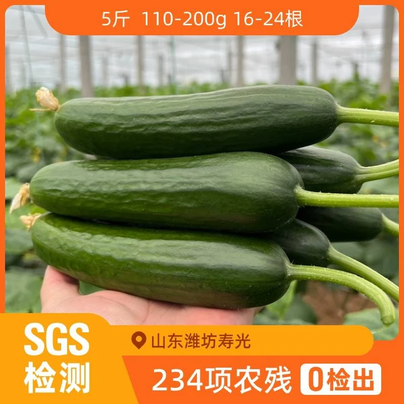 辰颐物语水果黄瓜5斤装16-24根 四季清爽清香脆嫩采摘口感种植