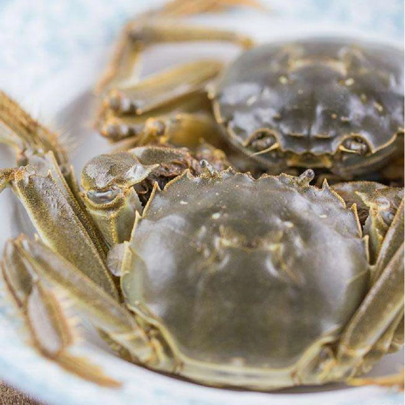 鲜活大的六月黄肥美大闸蟹6-8只约500g/份