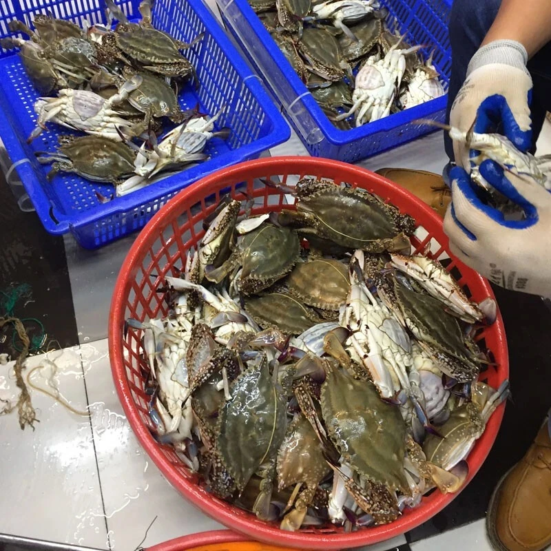 【捡漏】杂蟹 杂鱼 花盖蟹  蟹 一物一称重