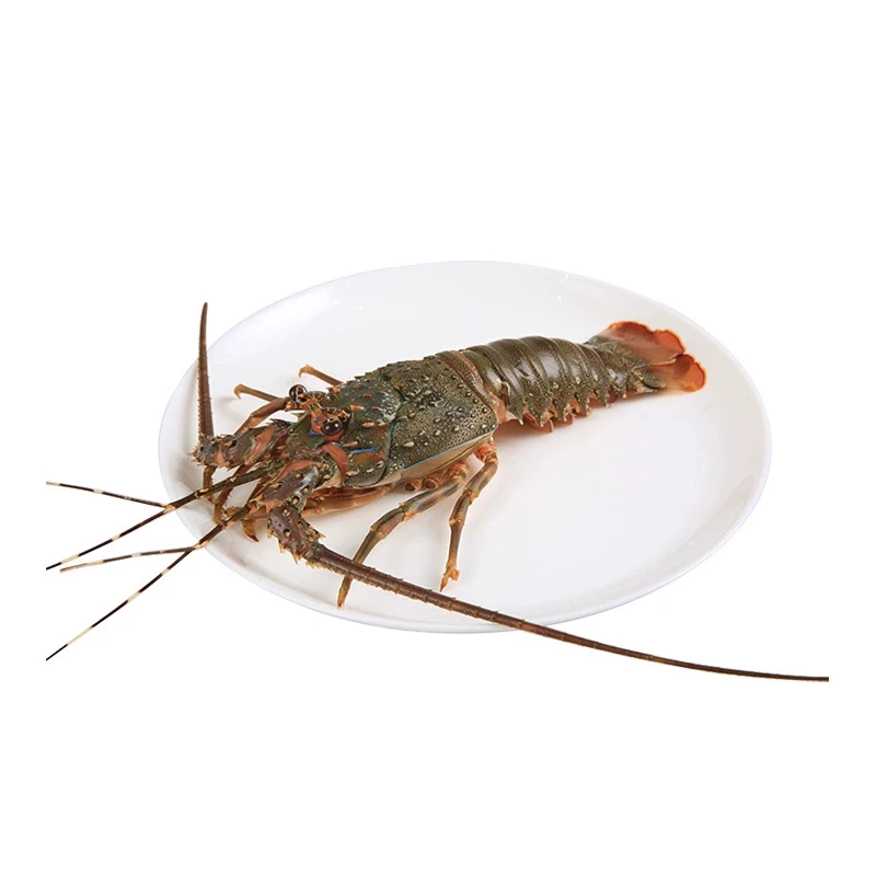 【新年新机遇】鲜活小青龙1只约150g-200g（包活）