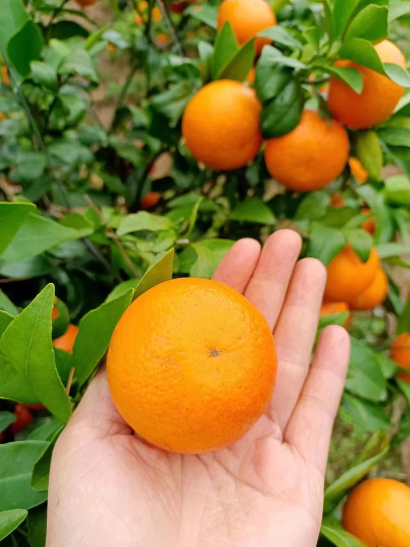 象州水晶沃柑小果（介意小花皮勿拍）净重5斤装起 不抛光不打蜡