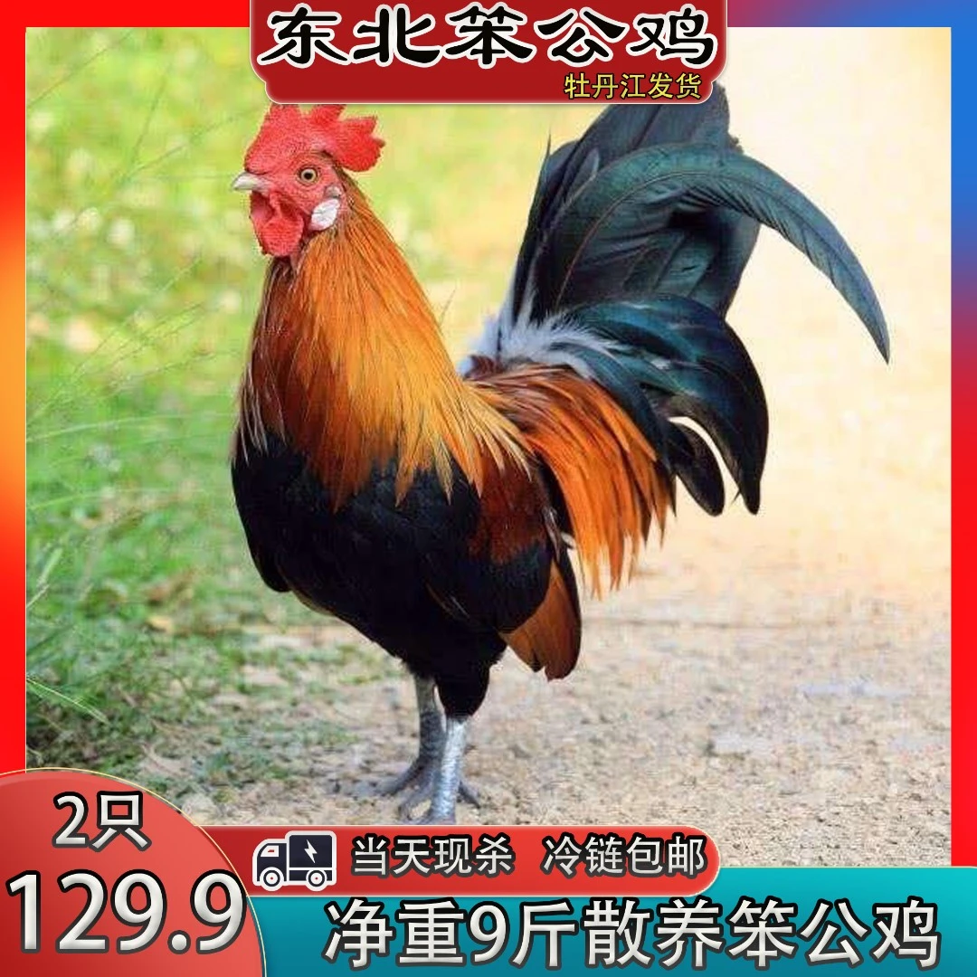 散养笨公鸡2只+1斤鸡胗【净重9斤】优质冷冻现杀保鲜品质山间快递