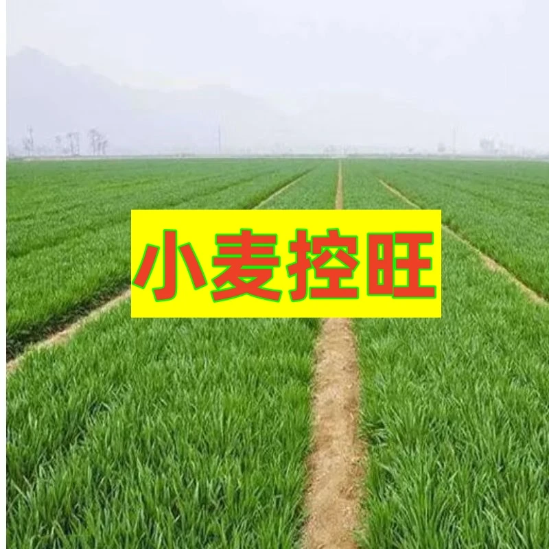 小麦控旺叶面喷施