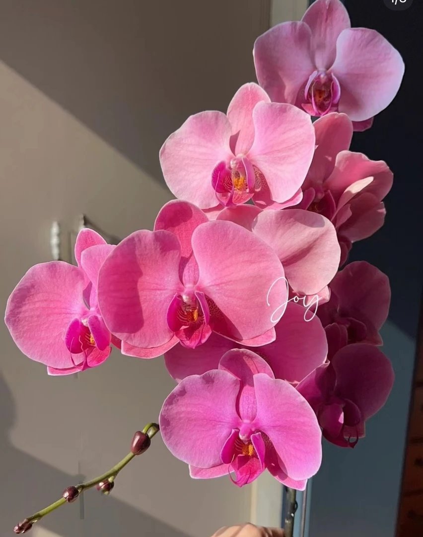 香橙美人蝴蝶兰3.5爆根