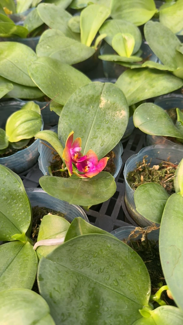 原生种蝴蝶兰2.8杯