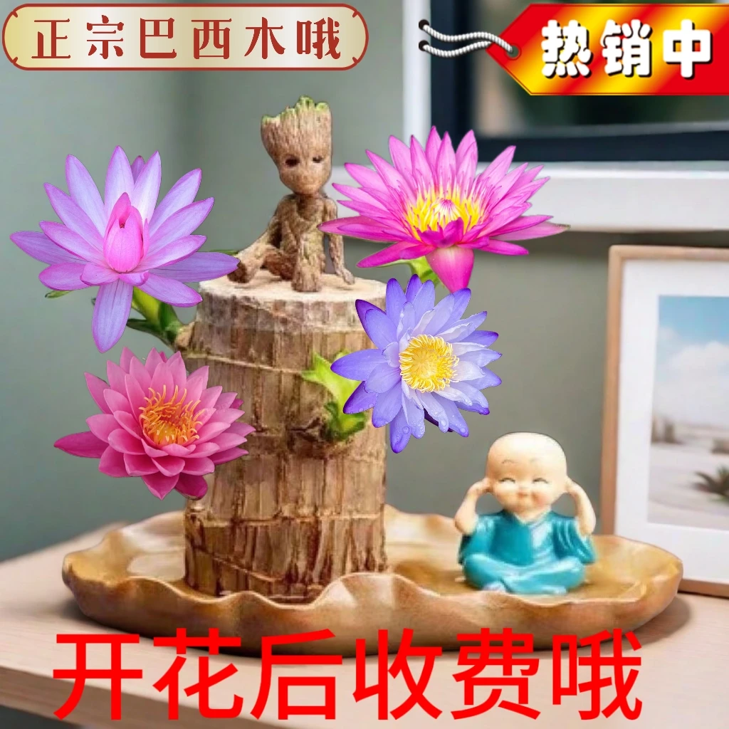 【正宗】巴西木水养花卉绿植盆栽室内开花懒人花好养