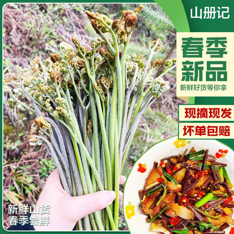 湖南贵州野生蕨菜新鲜当季山撅龙爪菜农家野菜甜蕨菜下饭菜