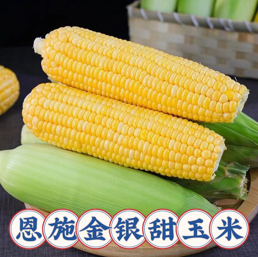 【恩施本地甜玉米】湖北恩施高山农家蔬菜现摘