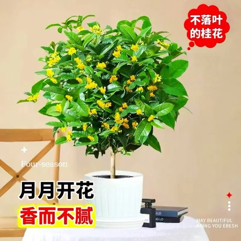 四季桂花 多季节开花 浓香型  可盆栽地栽耐寒