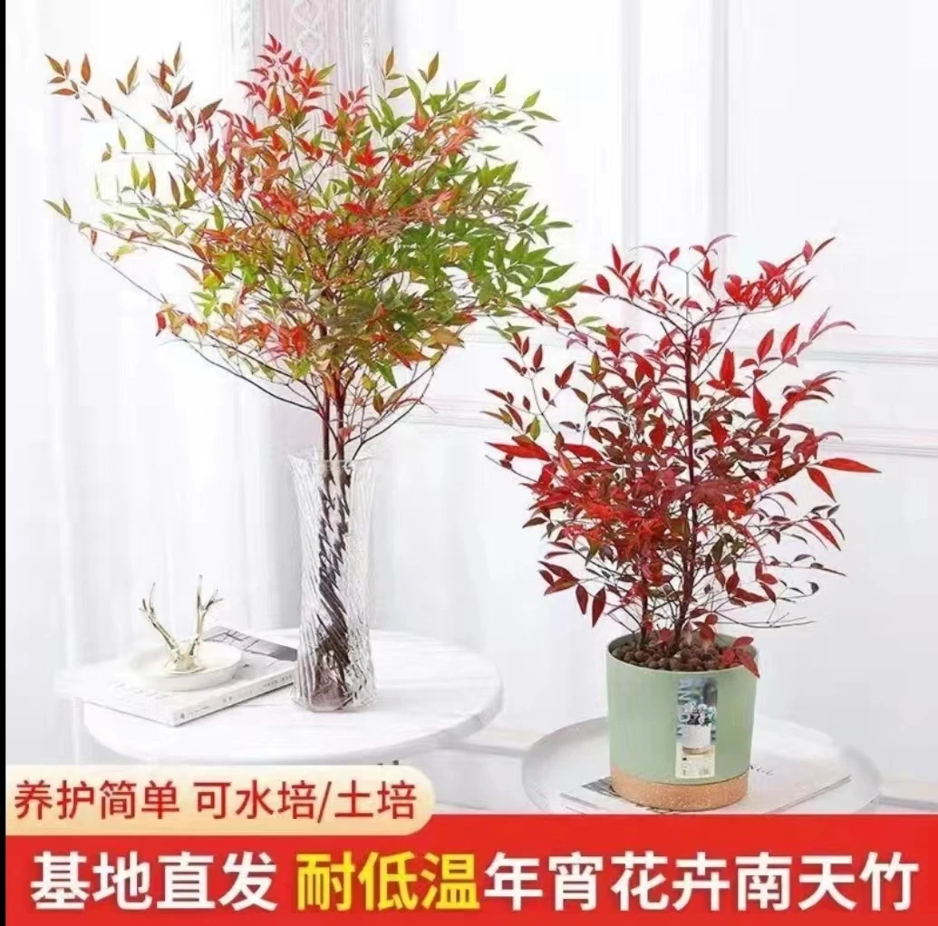 南天竹观叶冬季变红春天变绿小微盆景室内庭院书房阳台茶室盆栽