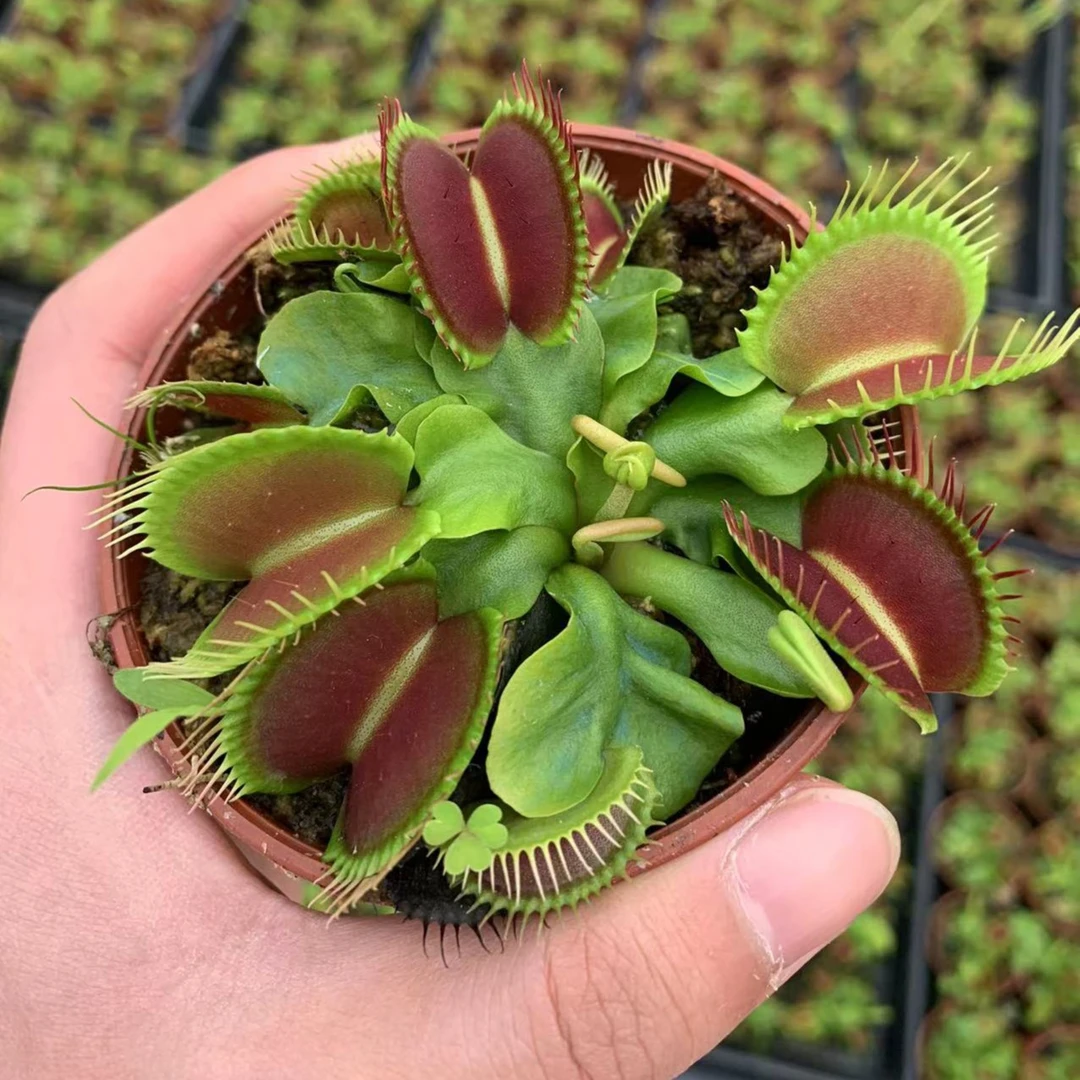 食虫植物一物一拍