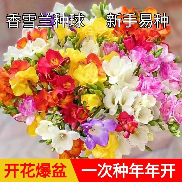 【香雪兰种球】四季开花好养活种球花卉庭院阳台鲜花爆盆种球地栽