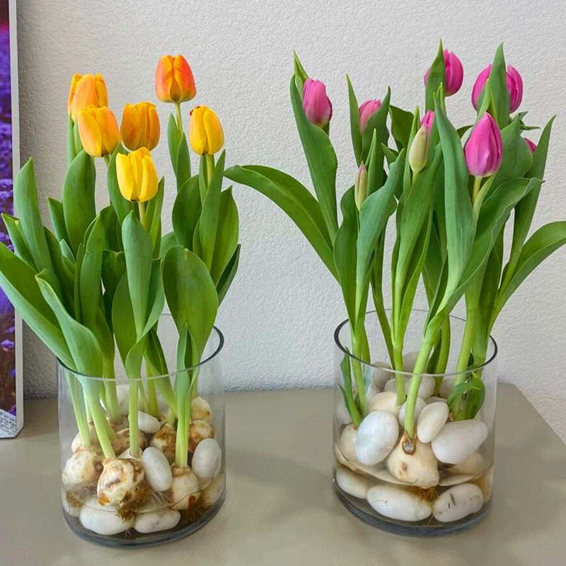 【郁金香种球】混色发货四季开花阳台盆栽植物开花水培土养阳台花