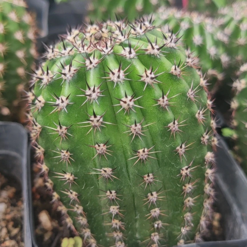 金妞-蓉蓉，仙人球，开花球多肉植物仙人掌庭院简单空气净化夏季