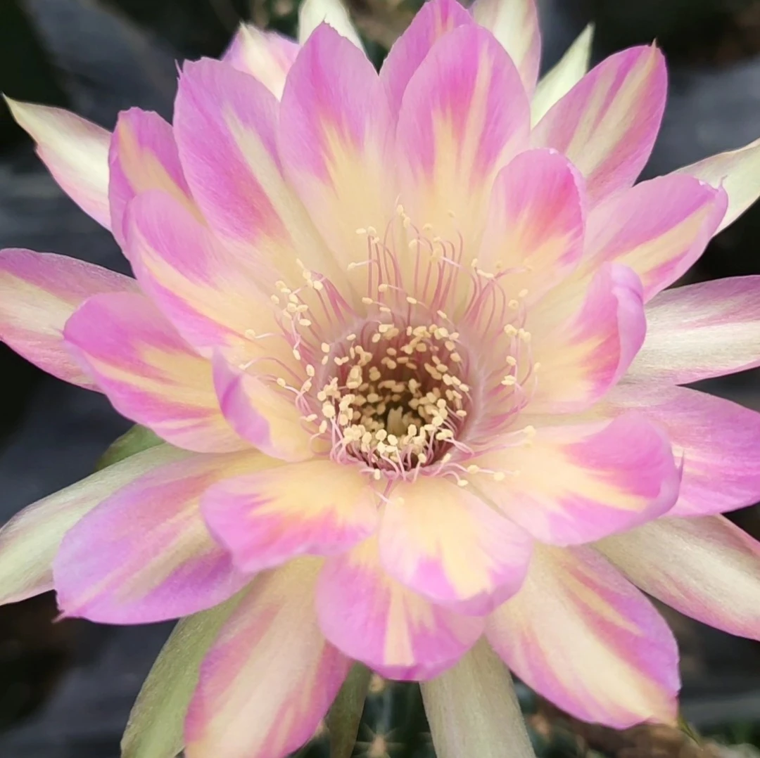 丽花属汤姆5㎝《满20包邮》tom绿植楼顶阳台窗台栽培春季