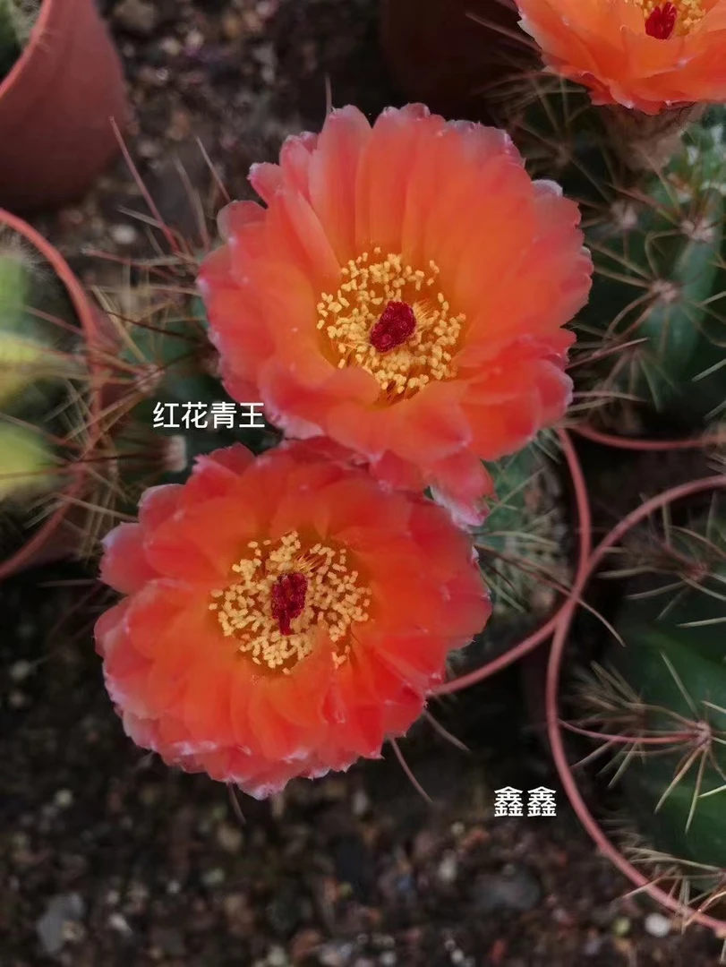实生超大红青王10-12㎝仙人球多肉植物包邮夏季空气红色春季庭院