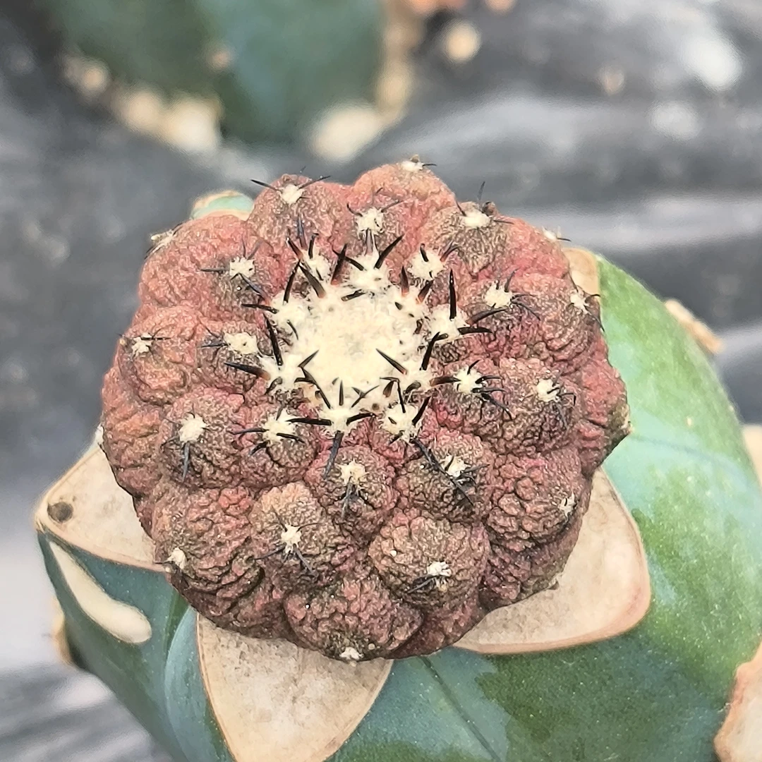 蜥蜴皮 龙爪属仙人球多肉植物《包邮》龙神木苗接 开花 实生苗嫁接