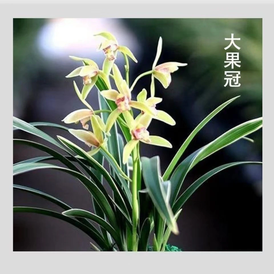 建兰金边爪艺（大果冠) 矮种精致浓香室内阳台兰花盆栽花卉