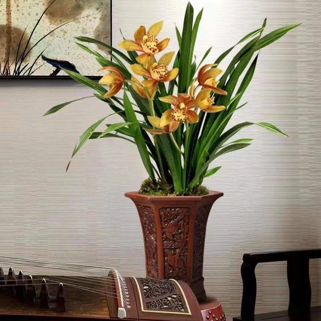 建兰大花橙黄色东方美人浓香型室内室外绿植盆栽