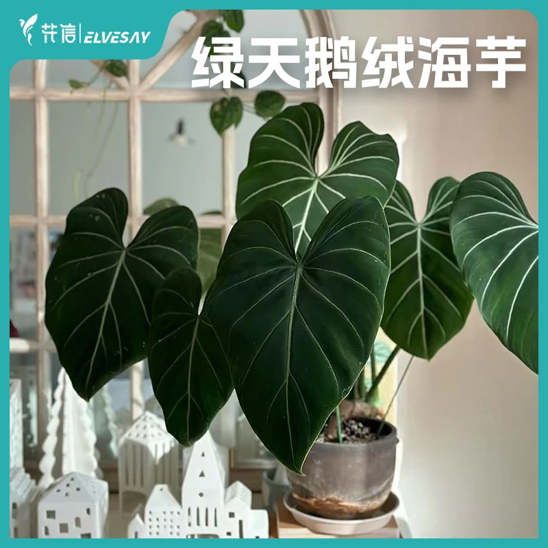 绿天鹅绒海芋盆栽网红ins室内办公桌客厅阳台热带观叶植物好养