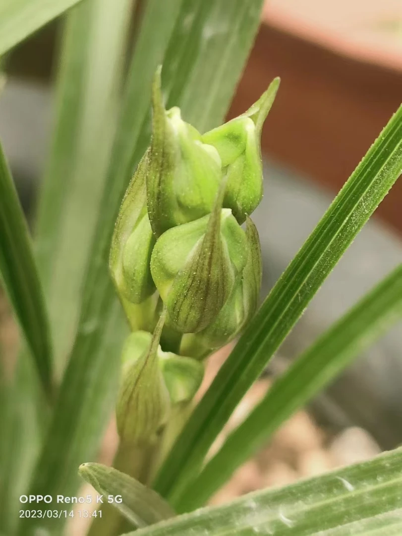 四季青花卉，蕙兰盆景草