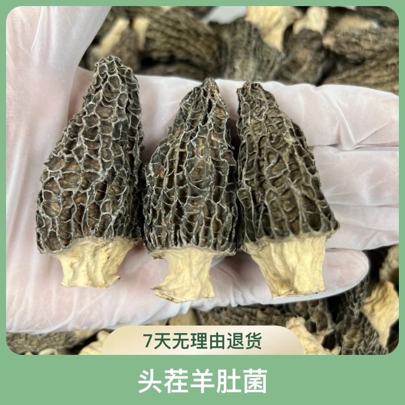 头茬羊肚菌5-7公分 煲汤 焖肉 肉质鲜美爽口