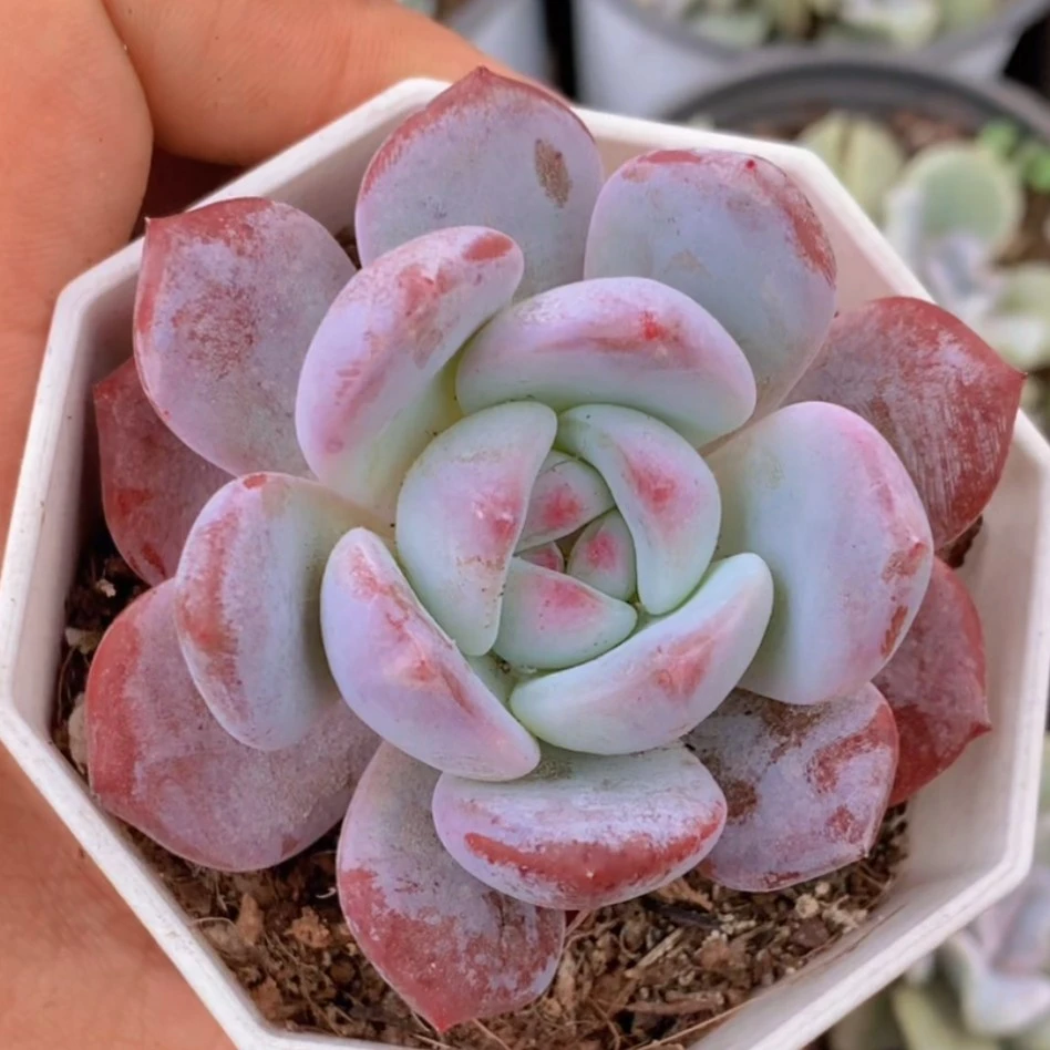 【满8.88包邮到货退运费】钻石星影八角。
