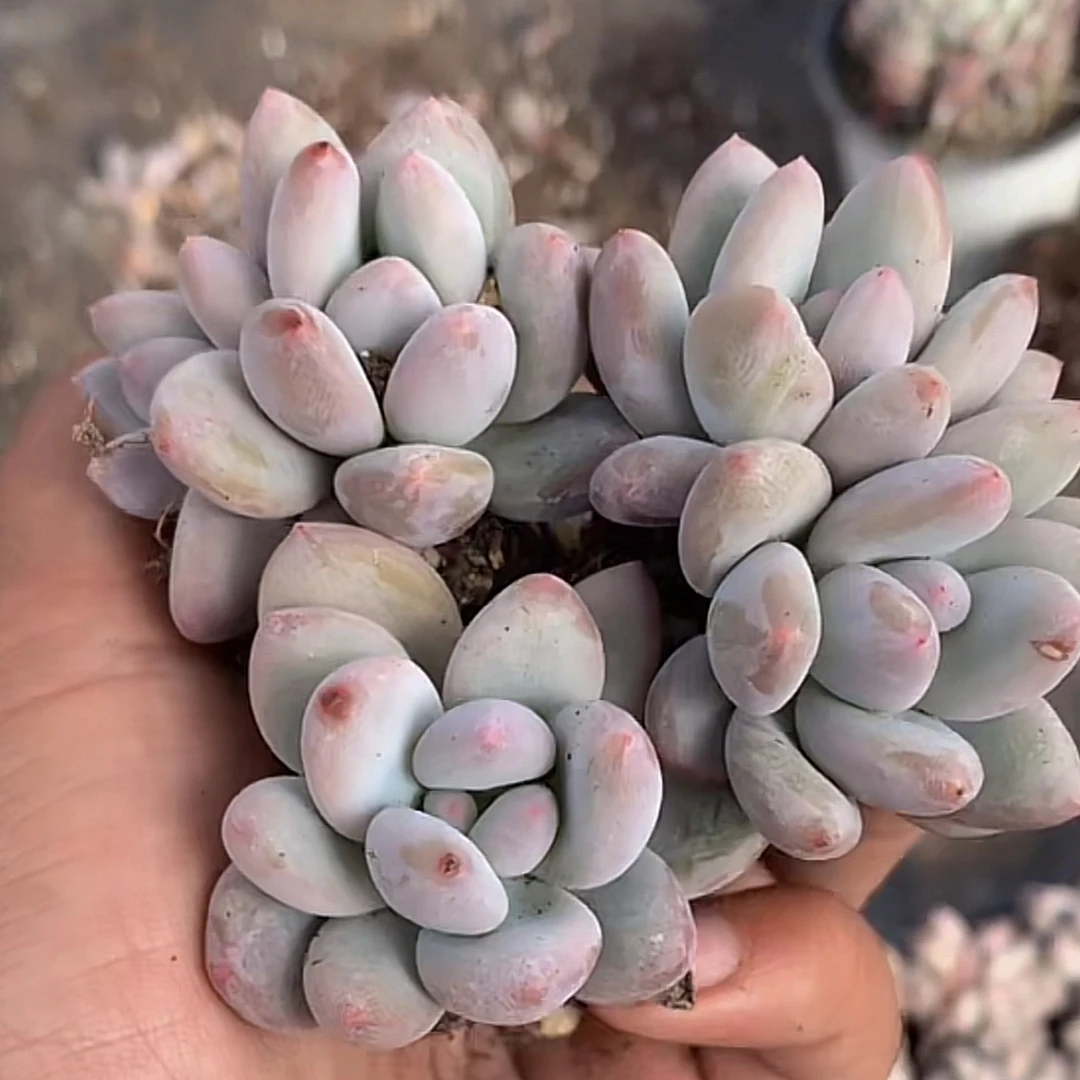 【当天满15包邮】新香水多肉2-3厘米多肉