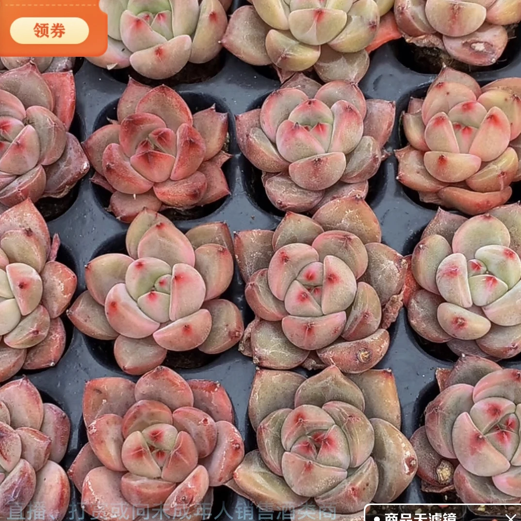 【满15包邮】比翼鸟多肉2cm