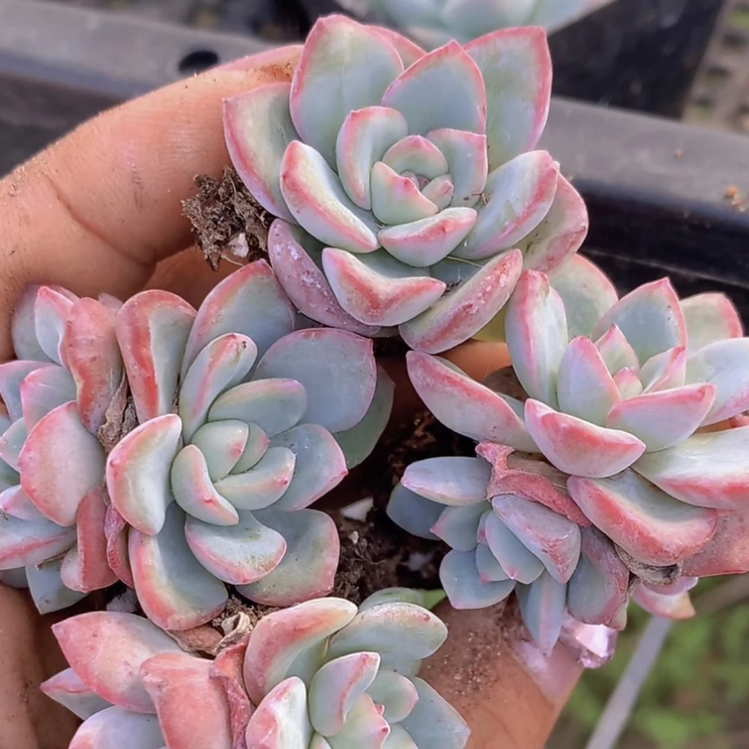 【满8.88包邮到货退运费】泡芙穴盘多肉植物多肉