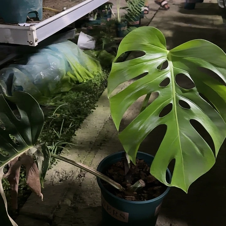 M****h白龟111111111111