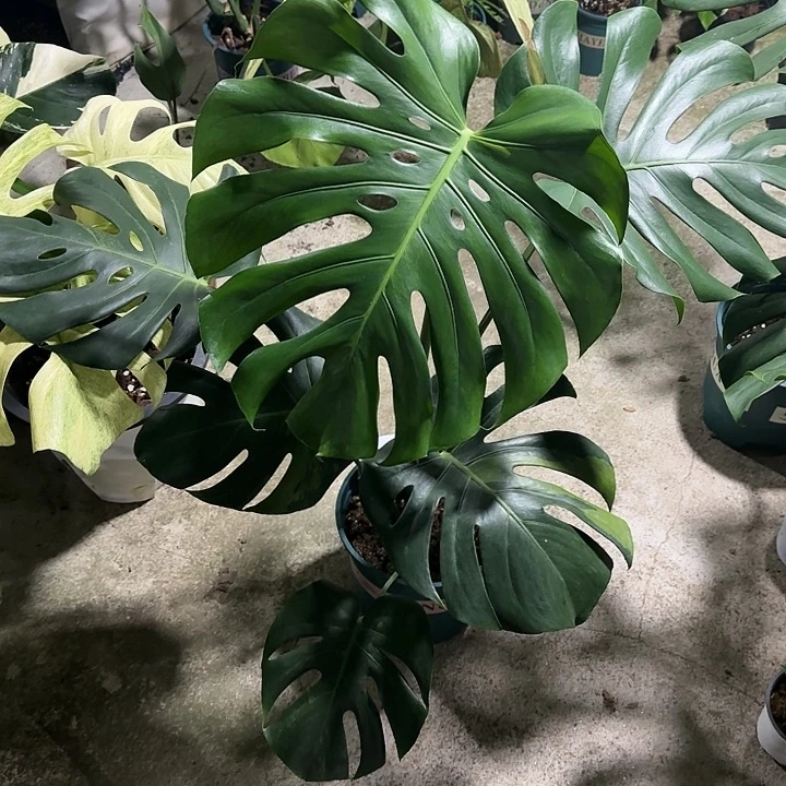 流*?暗锦111111111111