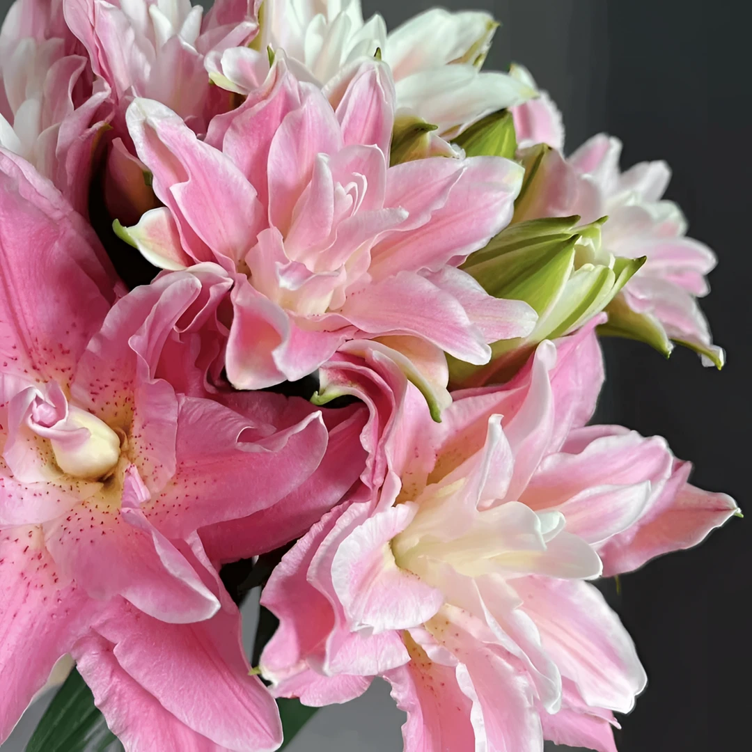 【戴安娜】进口重瓣香水百合室内室外庭园阳台四季可种绿植花卉好养