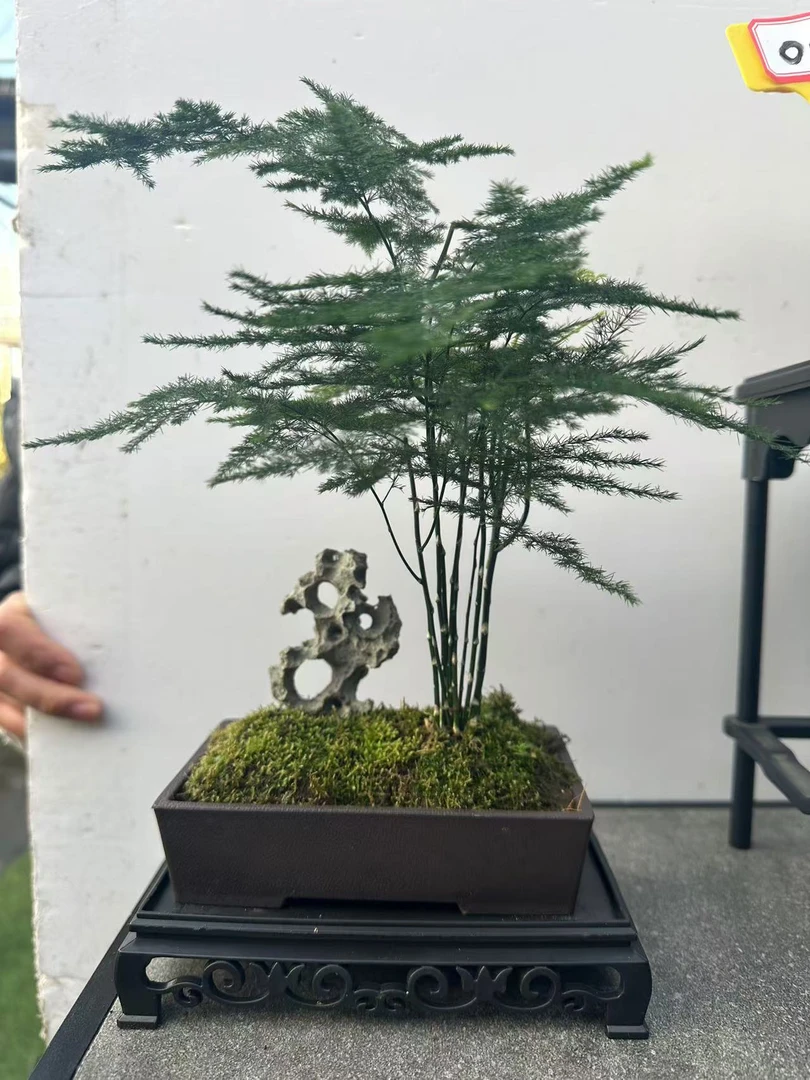 111# Z13附石文竹盆景