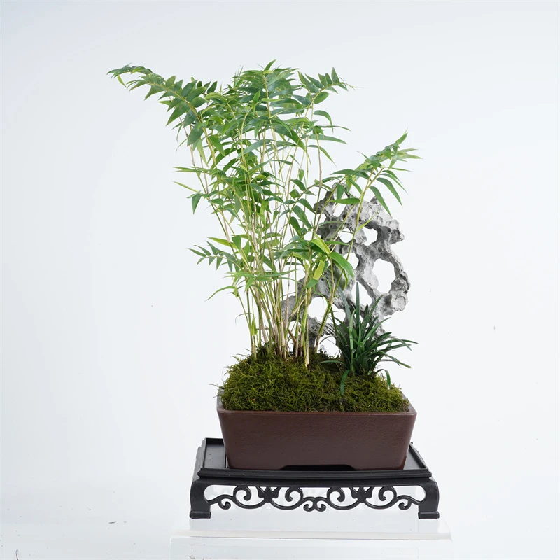 精品附石翡翠观音竹盆景Z15-T20