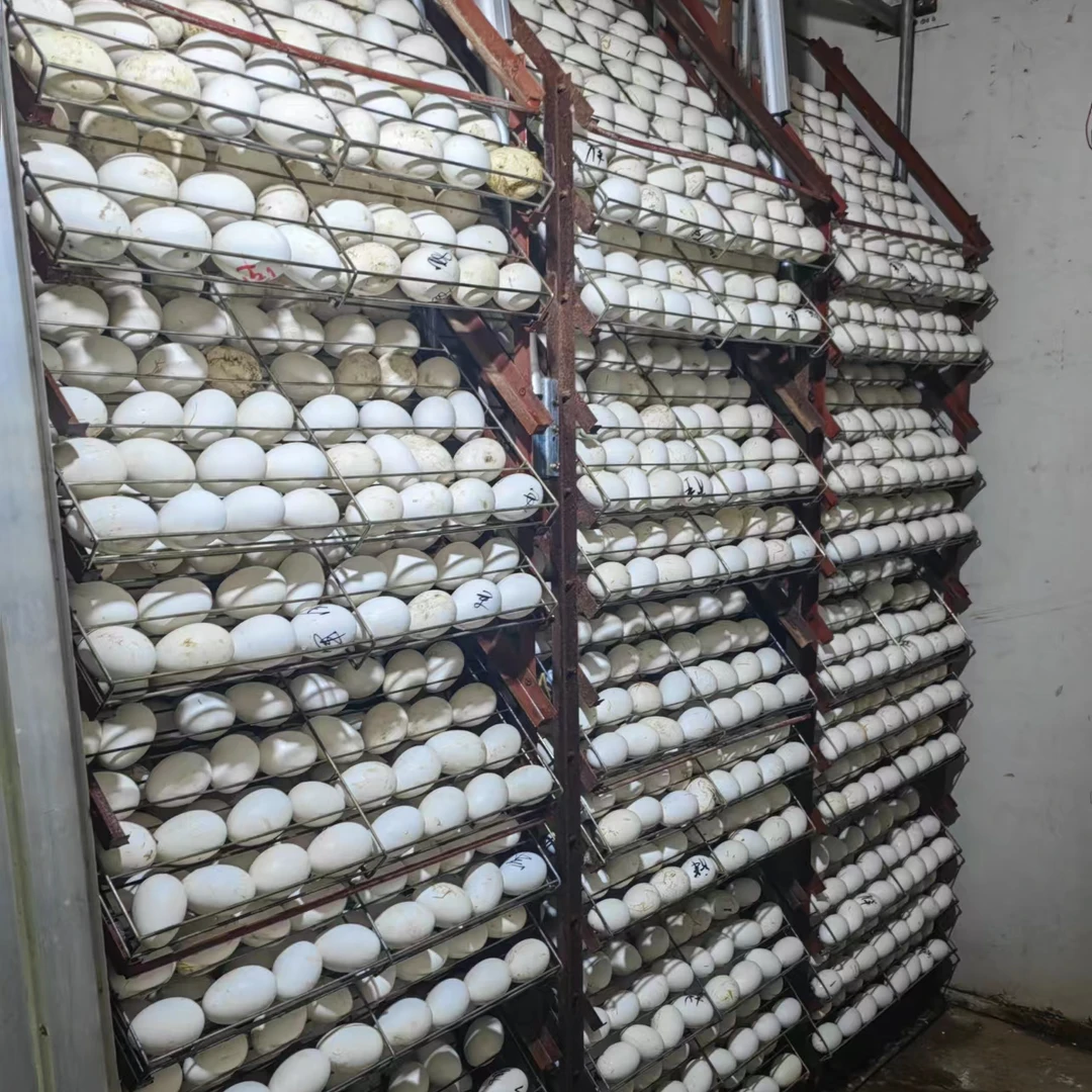 【可孵化】颗颗精选原生态正宗三花鹅蛋新鲜四季鹅蛋皖西白鹅蛋