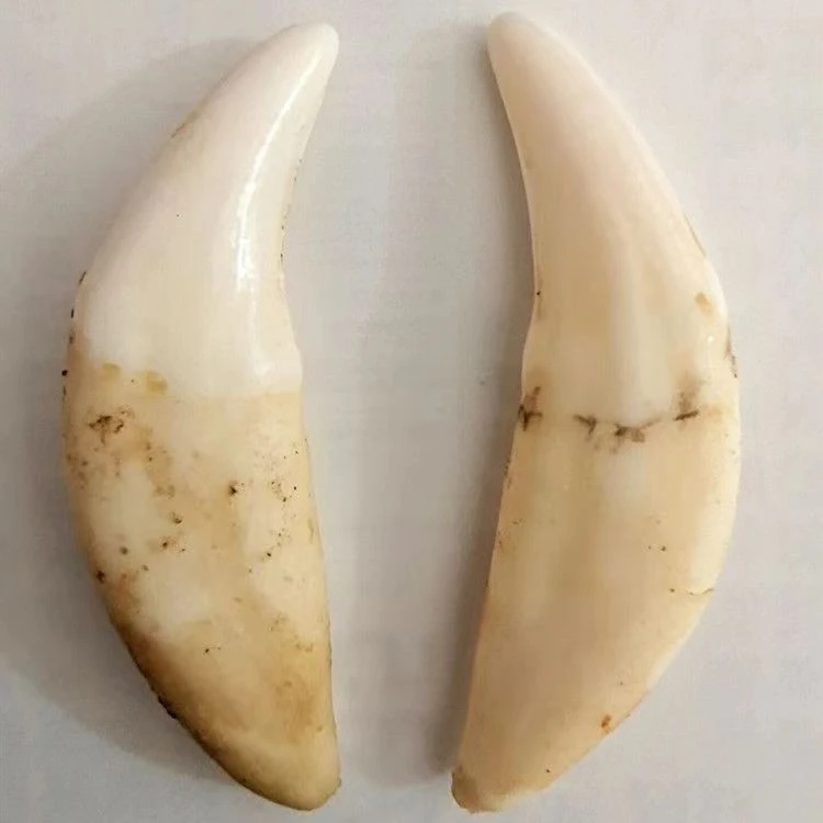 【精选5.4cm】保真黑狗牙藏獒牙吊坠项链挂件手工创意饰品