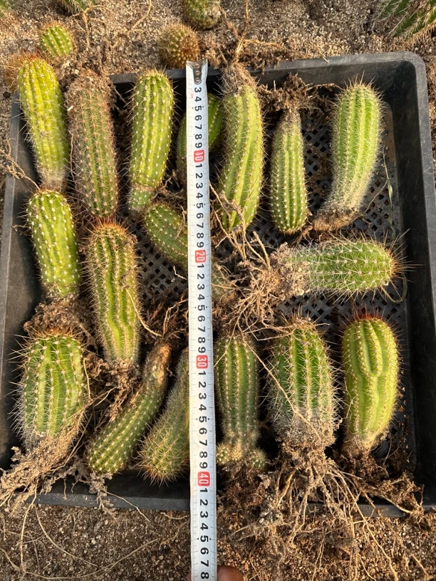 毛花柱专用链接,10根带根,10种颜色