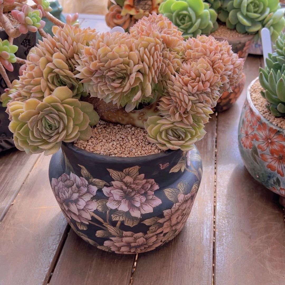 浅**影不带盆  寄养 多肉