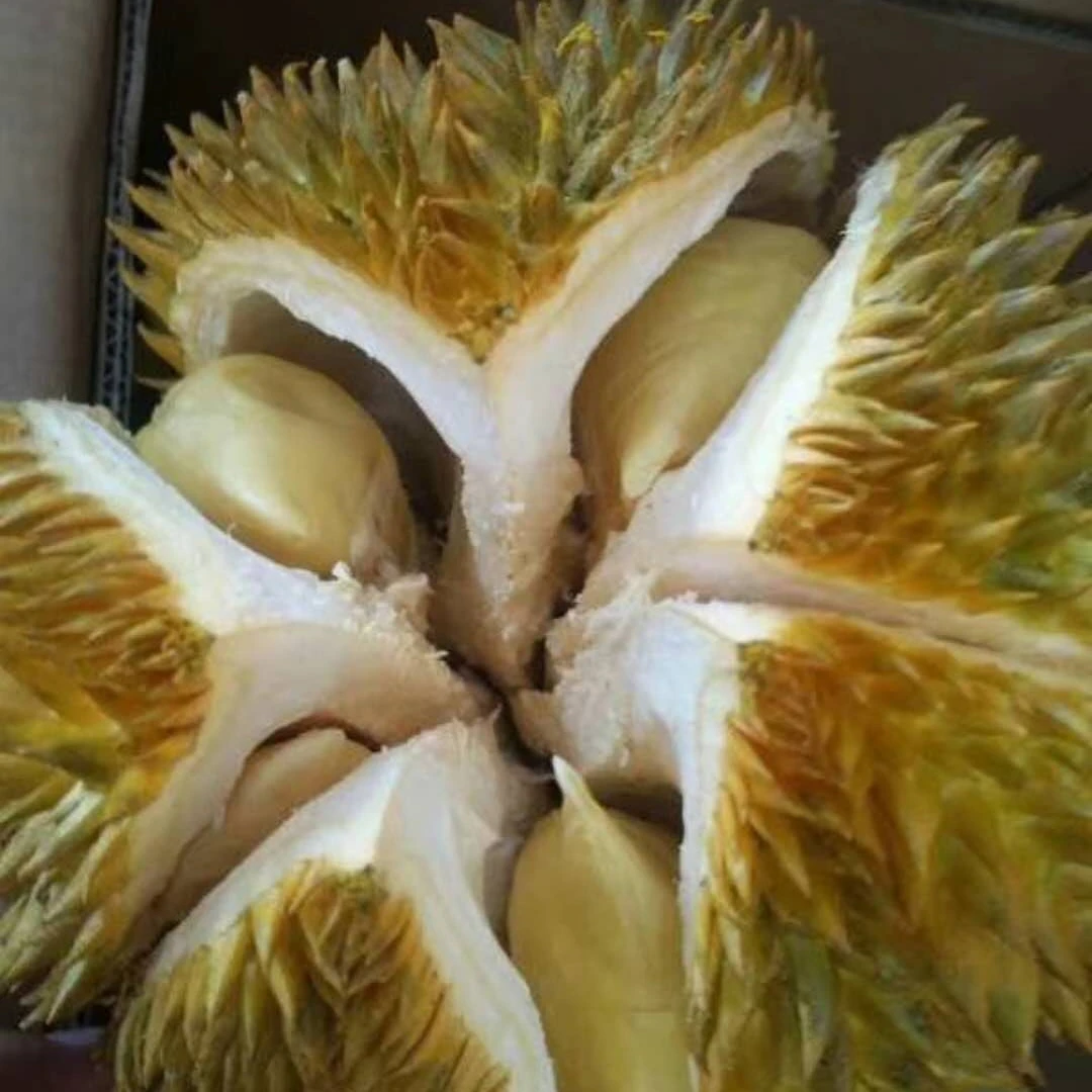 金枕榴莲（微炸口）忌讳者请谨慎下单