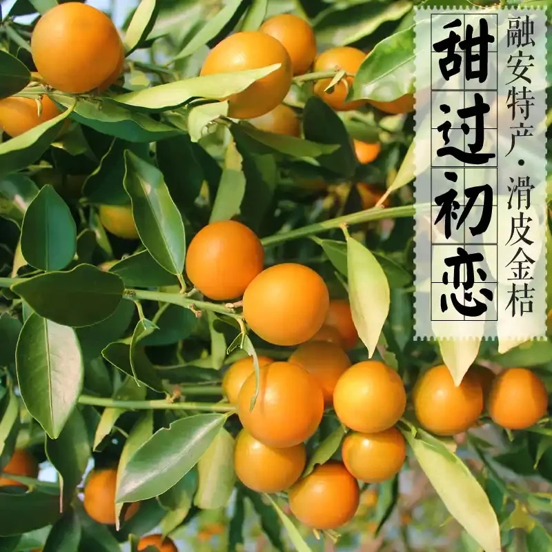 【现摘现发】广西融安滑皮金桔纯甜无酸果园直发新鲜采摘顺丰包邮