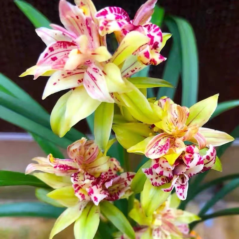 5花起 {富山奇蝶} 建兰品种 一年多花 花香四溢 室内绿植花卉盆栽