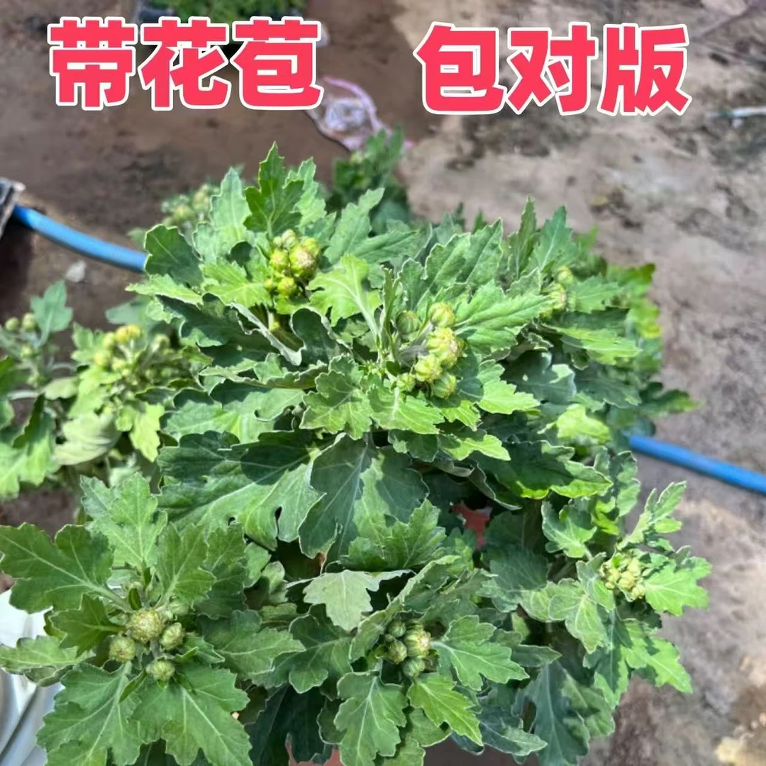 菊花盆栽带花苞九月菊四季开花大花苗千头菊耐寒好养室内外绿植