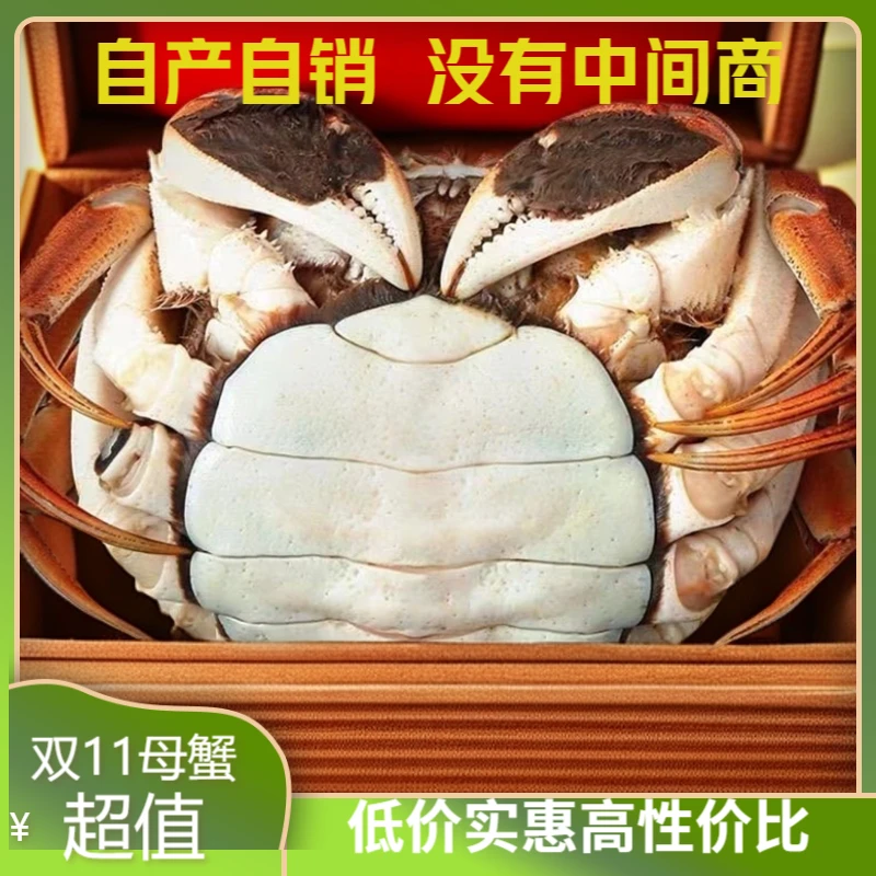 超值鲜活母蟹8只装2-1.7两硬黄螃蟹不捆绳顺丰邮死蟹包赔