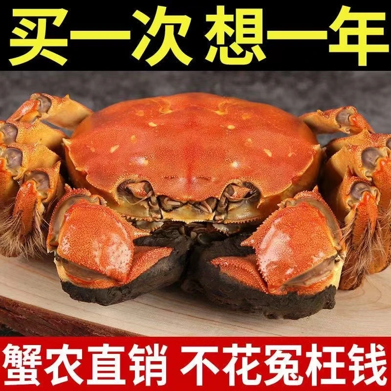 超值大闸蟹鲜活15只装 纯母蟹单只1.7-1.4两不捆绳顺丰包邮死包赔