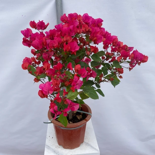 同安红三角梅花卉绿植