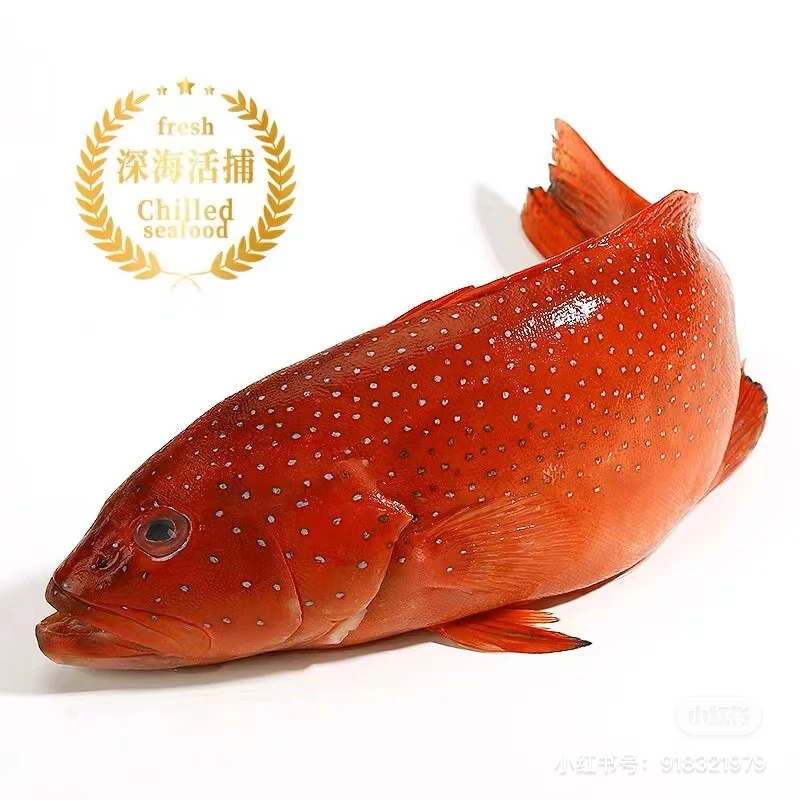东星斑石班鱼名贵石班顺丰快递发货